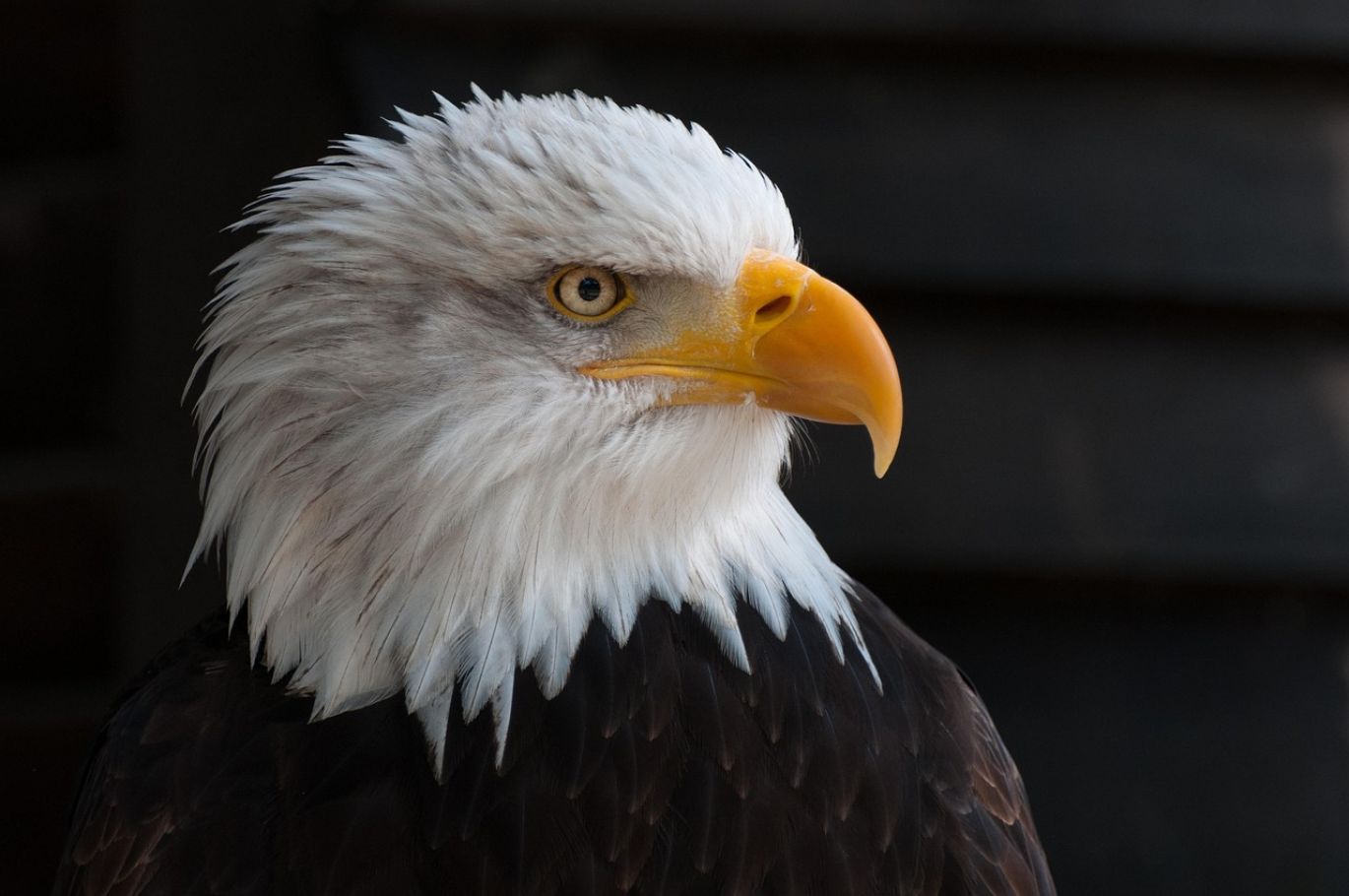 Close-up of American Silver Eagle coins offered by Summit Gold Resources, the best place to buy Silver Eagles online.