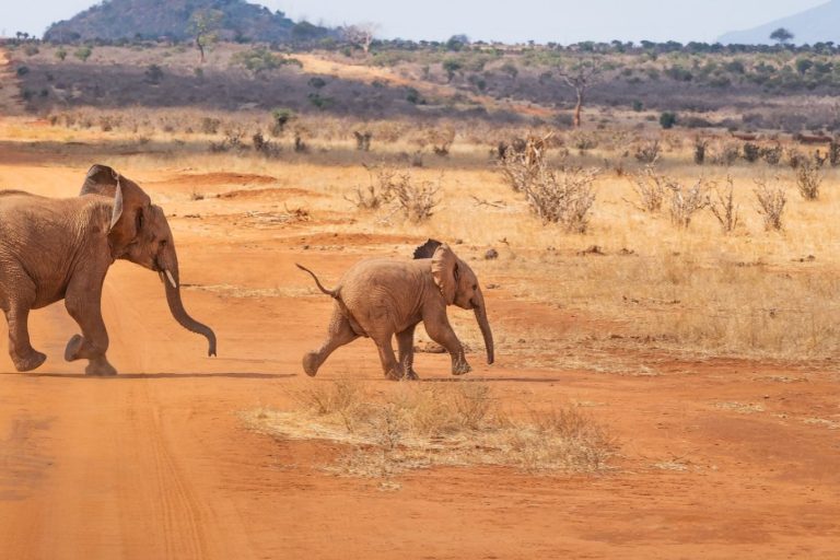 Mining Firm in Kenya: Summit Gold Resources connecting Africa's strategic minerals to global markets with ethical sourcing and
