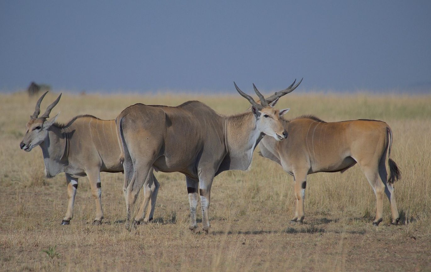 Summit Gold Resources: Trusted Rare Earth Metals Suppliers in Kenya, showcasing ethical sourcing and global reach.