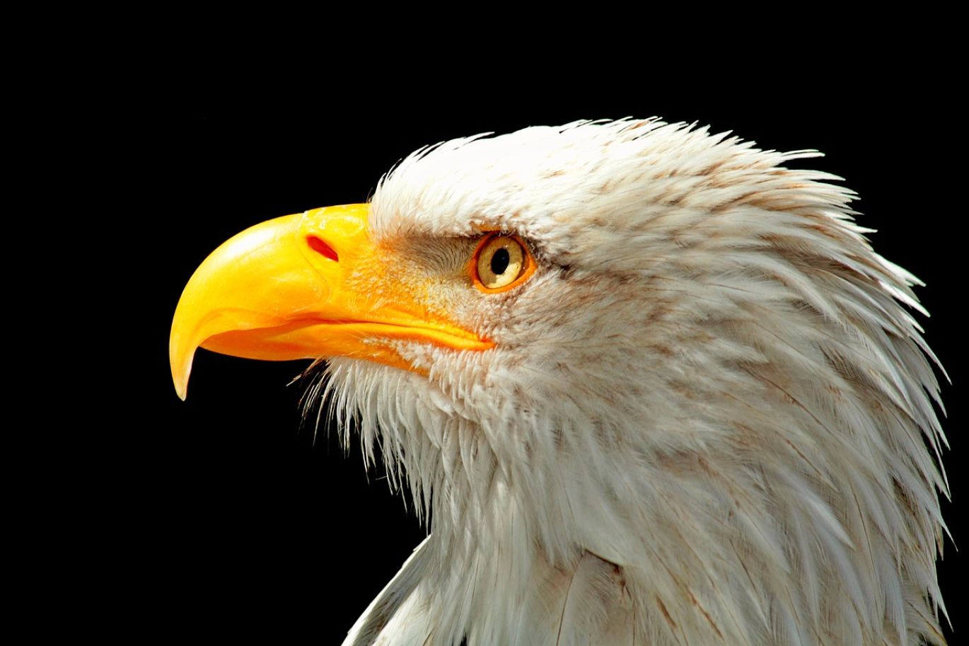 Close-up of American Silver Eagle coins, representing the opportunity to sell Silver Eagles with Summit Gold Resources in Kenya.