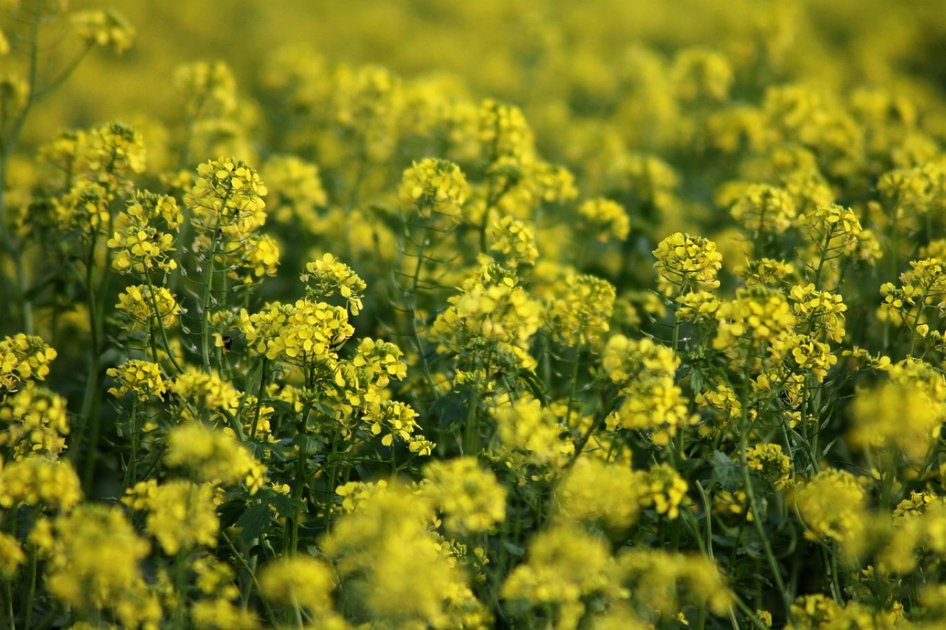 Close-up of healthy crops benefiting from Sodium Sulfate Fertilizer application