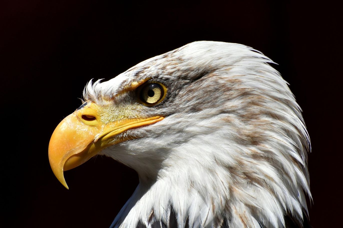 A close-up of a Sunshine Minting Silver Eagle coin, showcasing its detailed design and silver luster.